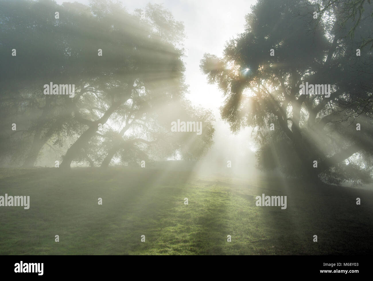 Nebel, Kalifornien Live Oak, Quercus chrysolepis, Yorkville Highlands, Mendocino County, Kalifornien Stockfoto