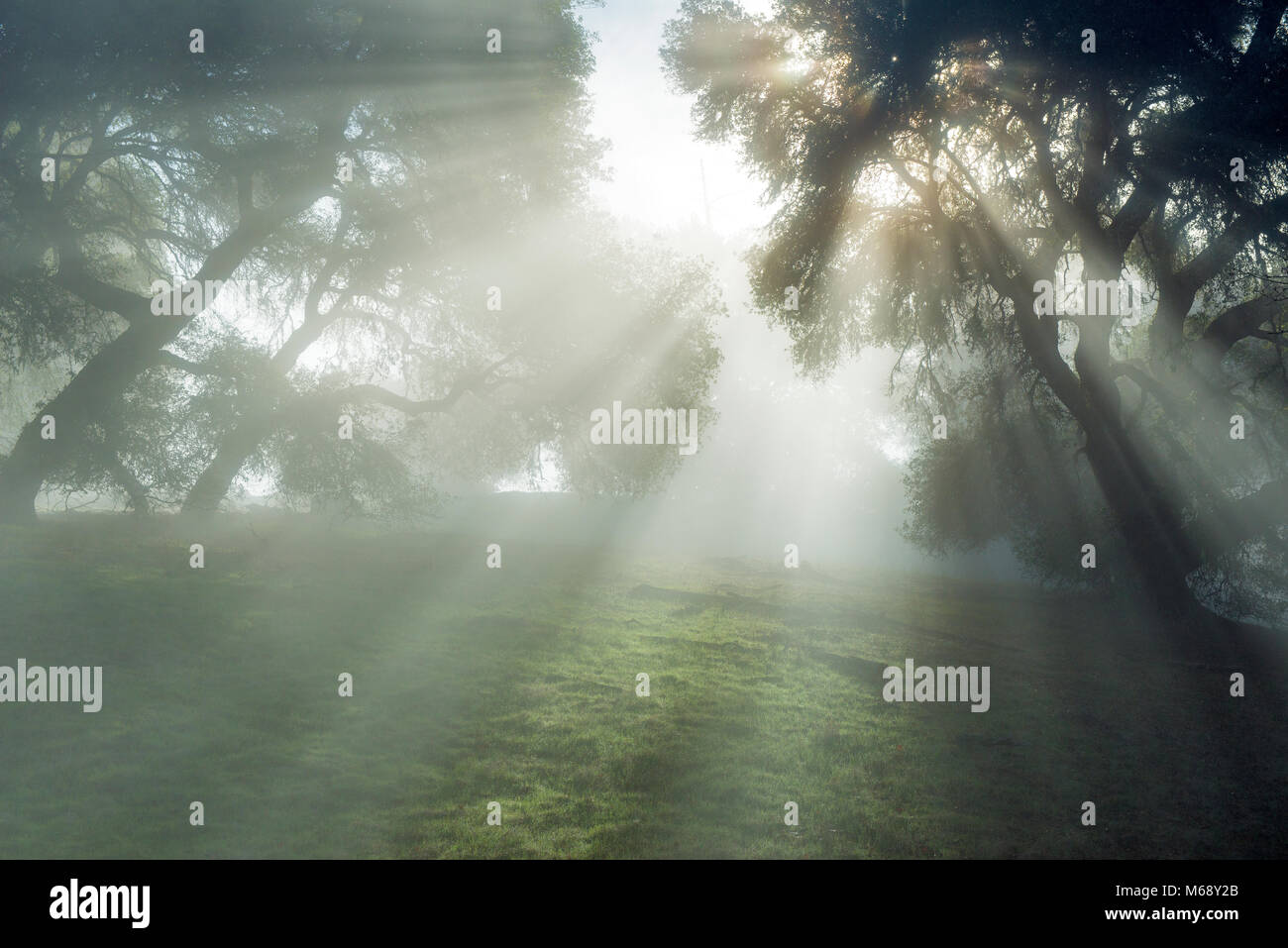 Nebel, Kalifornien Live Oak, Quercus chrysolepis, Yorkville Highlands, Mendocino County, Kalifornien Stockfoto