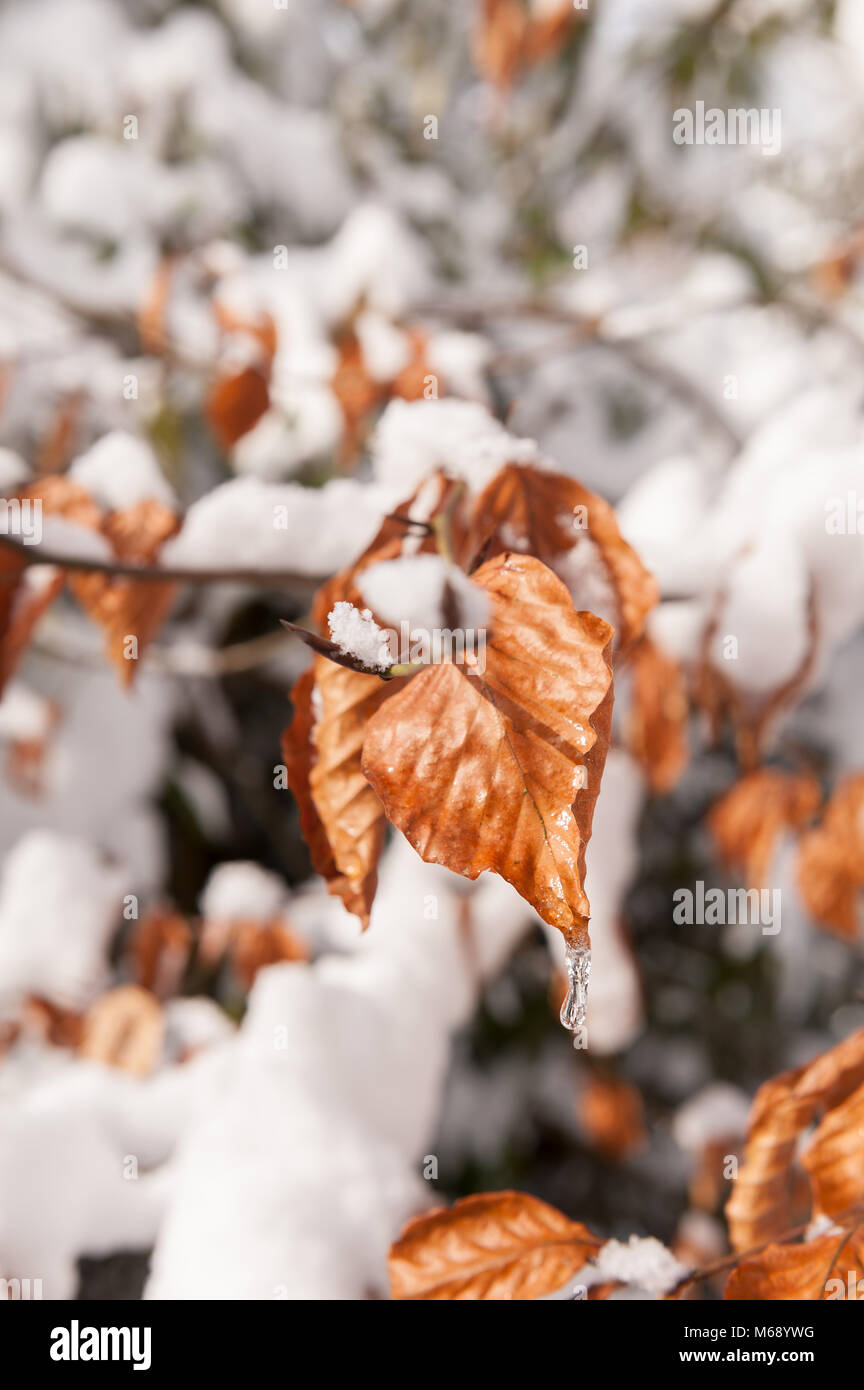 Kupfer Lila Buche Fagus sylvatica f. purpurea, Schnee schmelzen und Abtropfen bilden Eiszapfen auf bittere Winter Tag Stockfoto