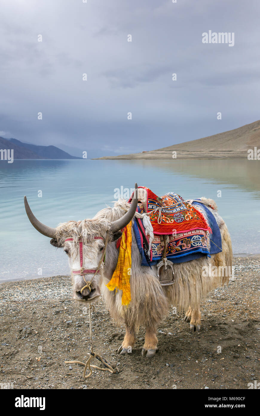 Himalaya Yak bei pangong See in Ladakh, Indien Stockfoto