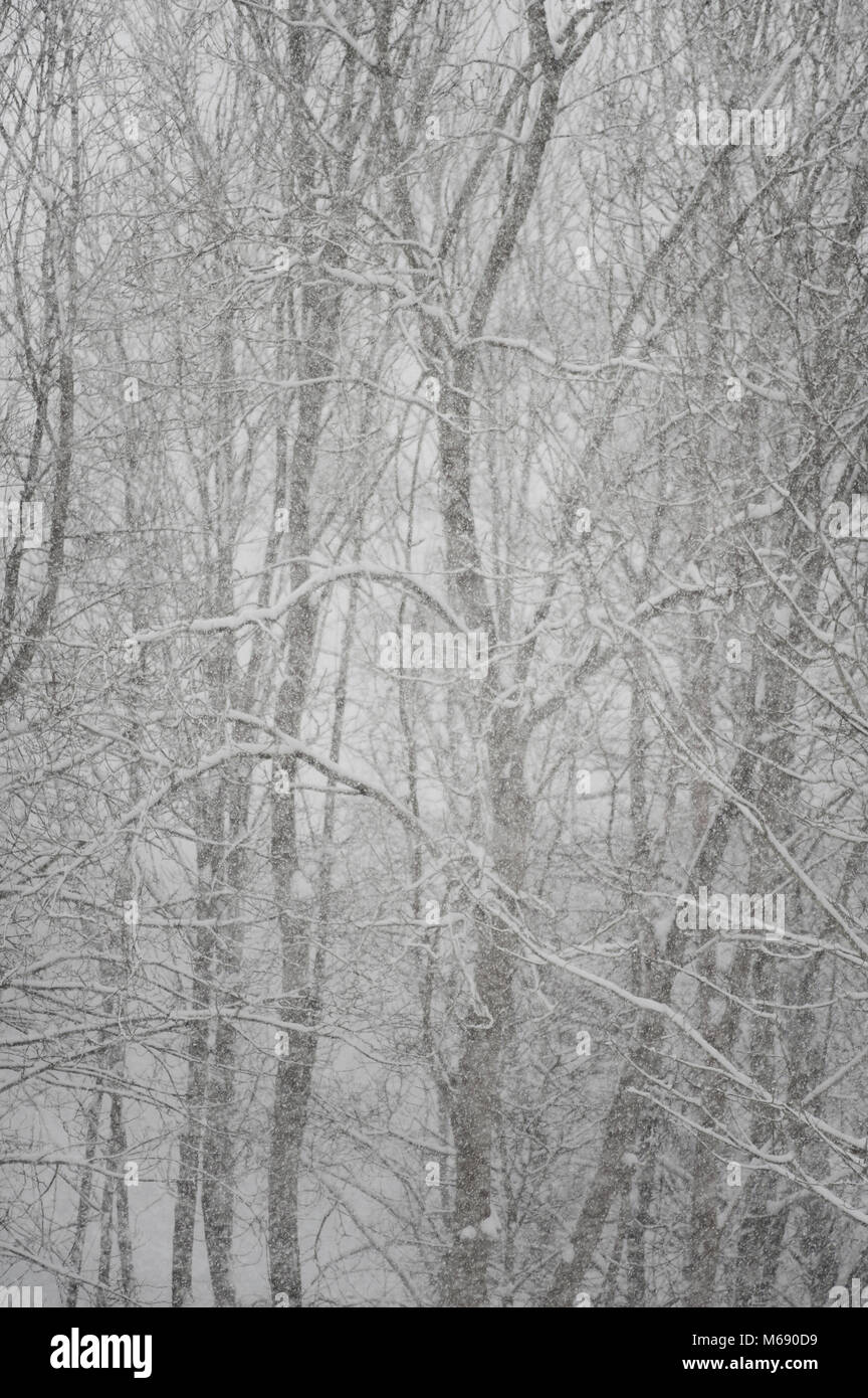 Das Tier aus dem Osten schwere trockenen Schnee in Blizzard mit Esche, Birke, Ahorn, Esche, Bäume im Hintergrund fast verdeckt mit Decke Schneefall Stockfoto