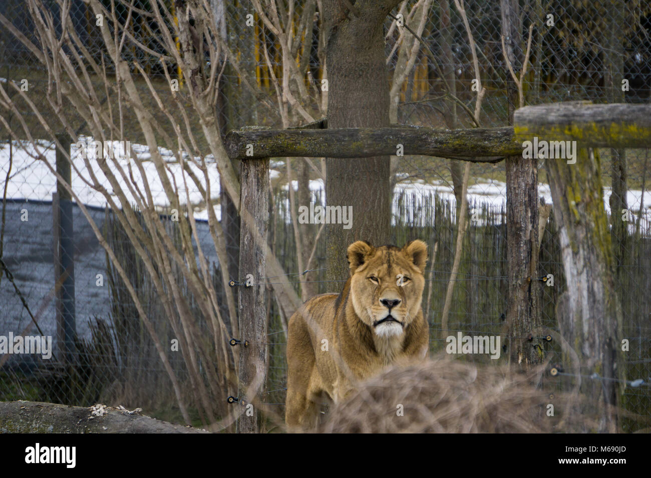 Meine Suche Löwin in Ihr Gehäuse an einer österreichischen Zoo an einem kalten Wintertag Stockfoto