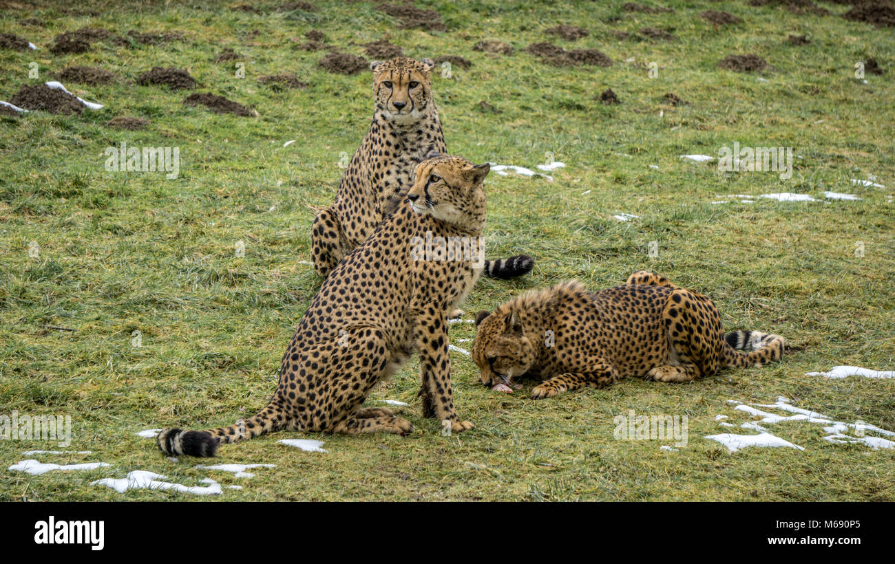Nach Geparden sein aufmerksam, während die jüngste in der Gruppe ist ein verzehrendes ein Stück Fleisch. Winter Szene im Tierpark Herberstein in Österreich Stockfoto