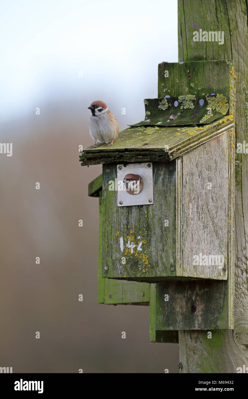 Baum Spatzen, Passer montanus in einem nistkasten, England, UK. Stockfoto