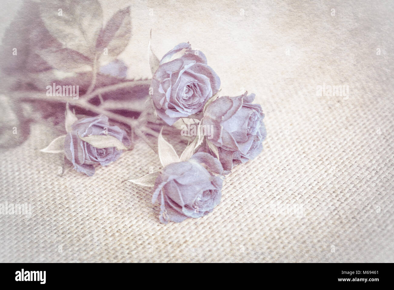 Schöne Rose weiche blaue Blume Blüte vintage grunge Hintergrund. Grußkarte Vorlage. Geringe Tiefe. Soft beige Tönen. Papier Textur. Stockfoto