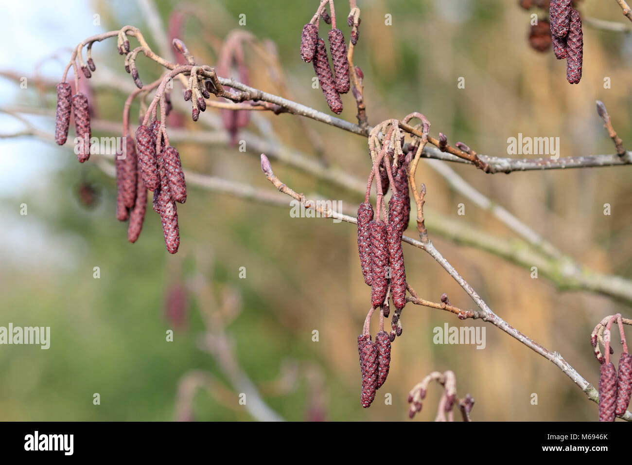 Corylus Maxima Rote Haselnuss Stockfotos und -bilder Kaufen - Alamy
