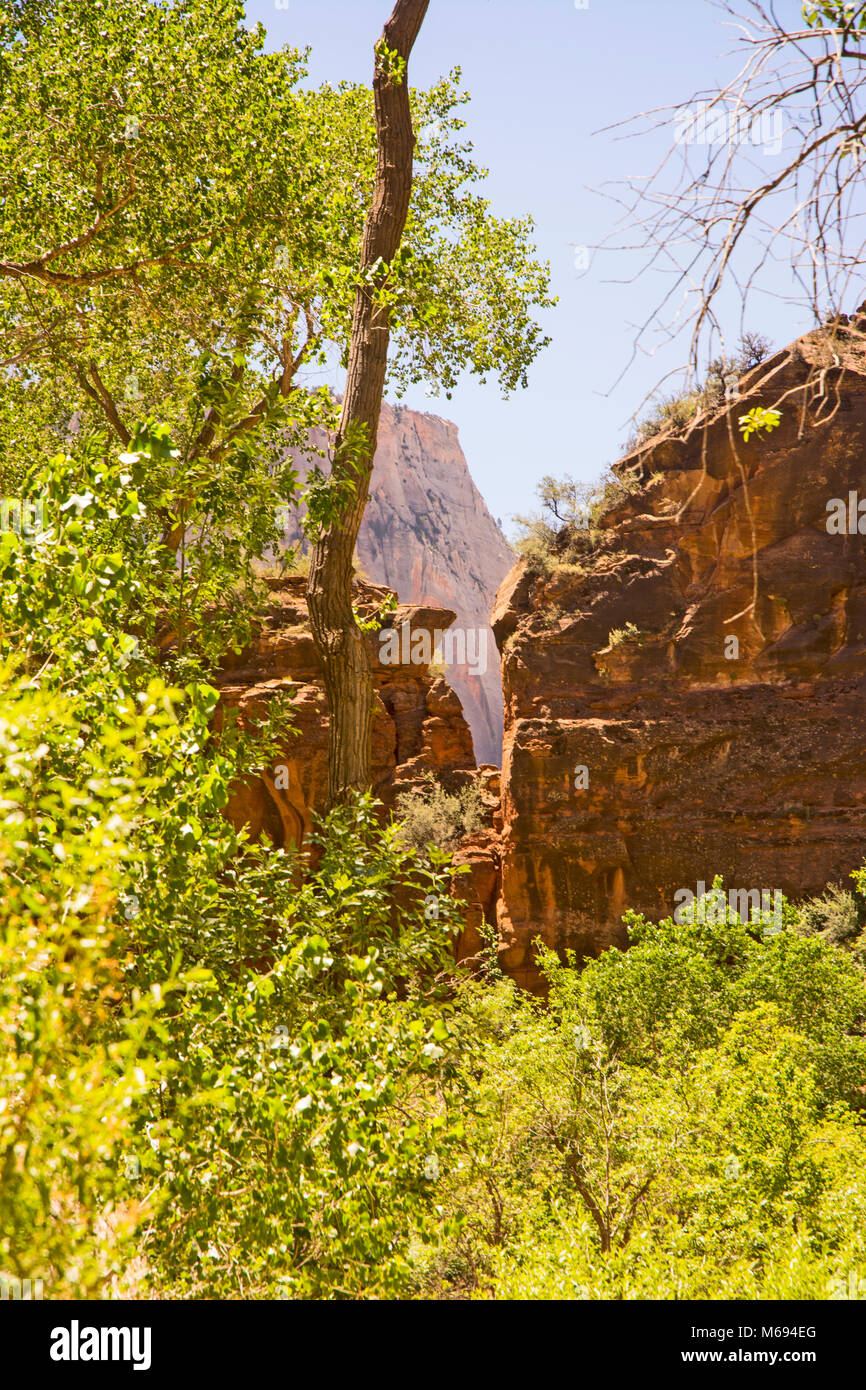 Bäume und Sträucher und Klippen am Zion. Stockfoto