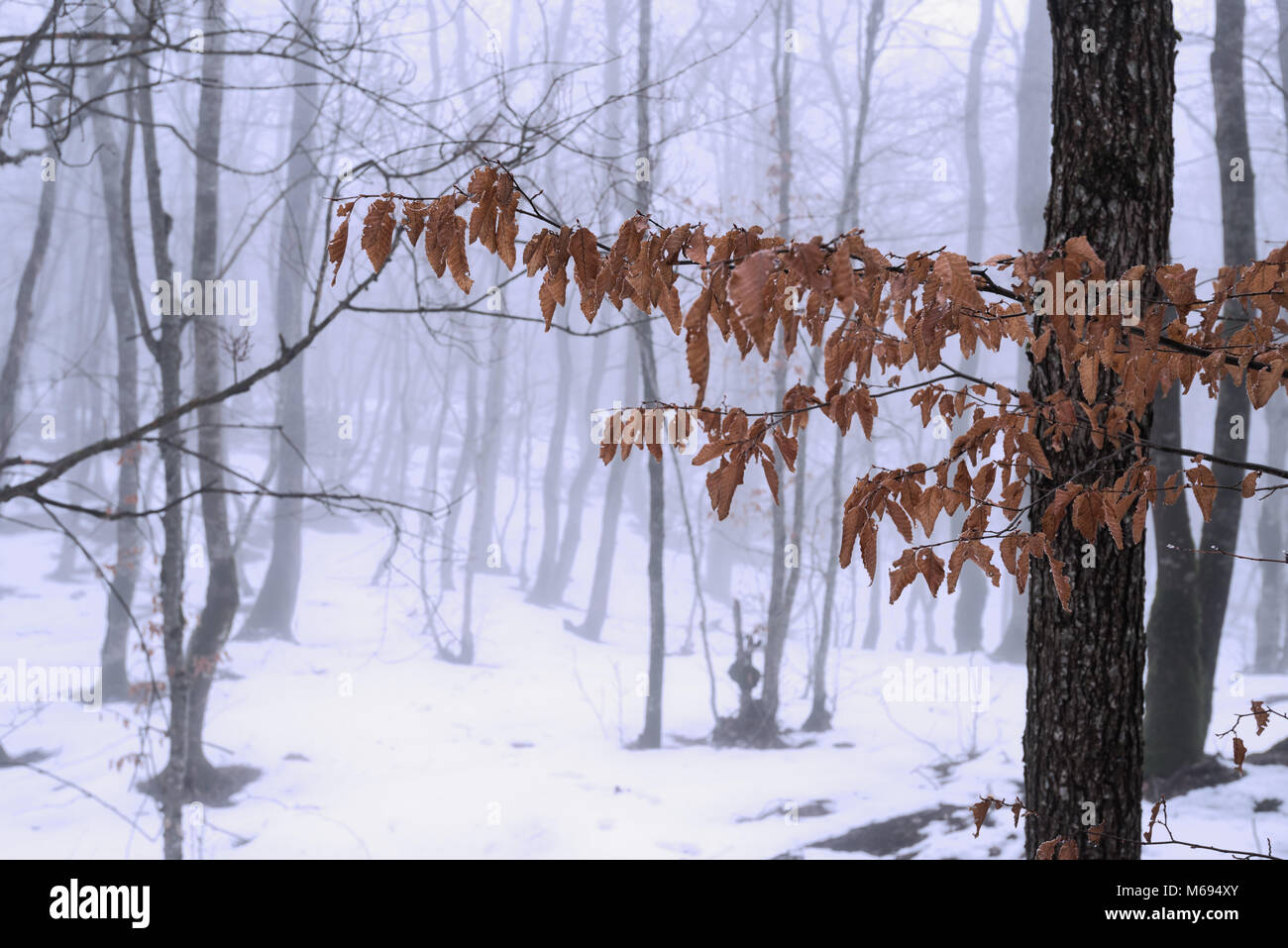 Winter schnee Wald Stockfoto