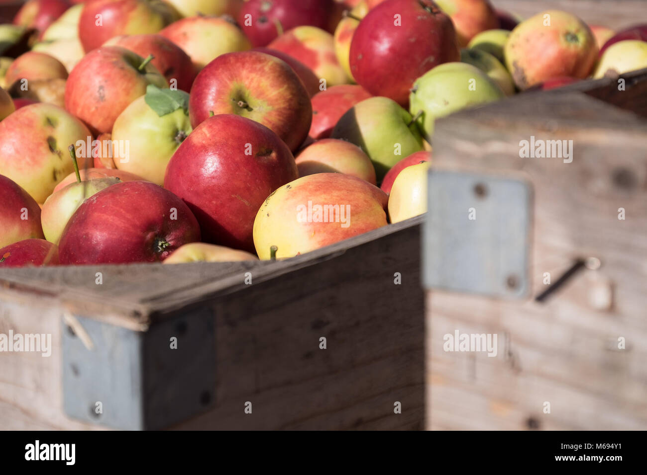 Äpfel in Holzkiste, die während der Ernte Stockfoto