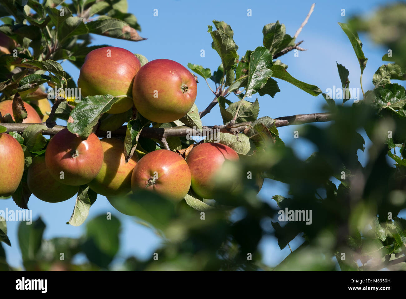 Äpfel wachsen auf Frucht Baum gegen den blauen Himmel Stockfoto