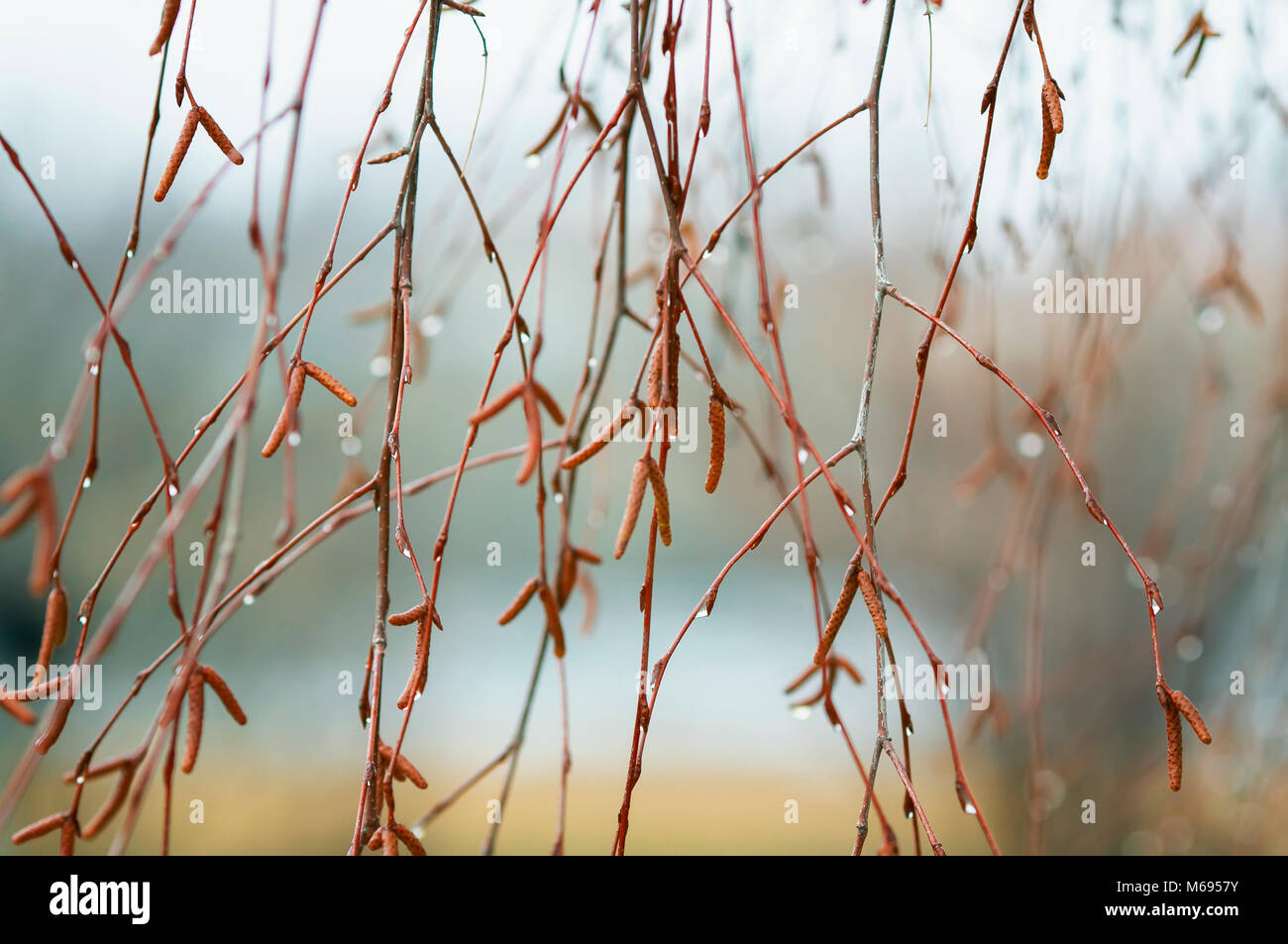 Birke Filialen mit palmkätzchen und Schwellungen knospen im Frühling im Park Stockfoto