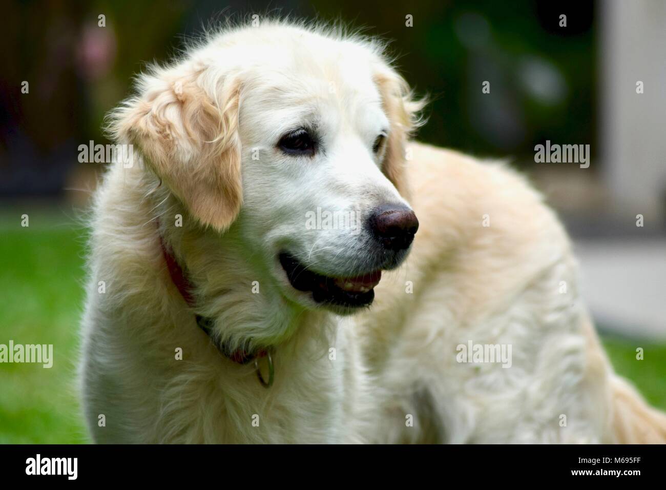 Hund Porträts mit unscharfen Hintergrund Stockfoto
