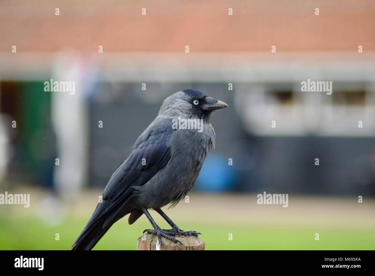 Schwarze Krähe in verschwommenen Hintergrund Stockfoto