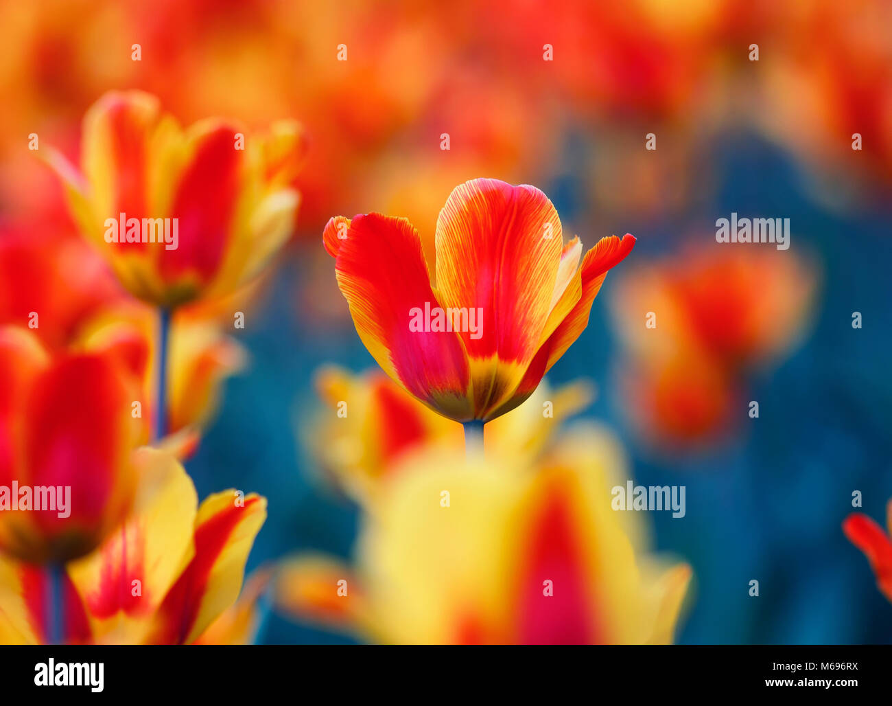 Schöne helle Blüten und Knospen einer Tulpe Blüte im Frühjahr in den Garten Stockfoto