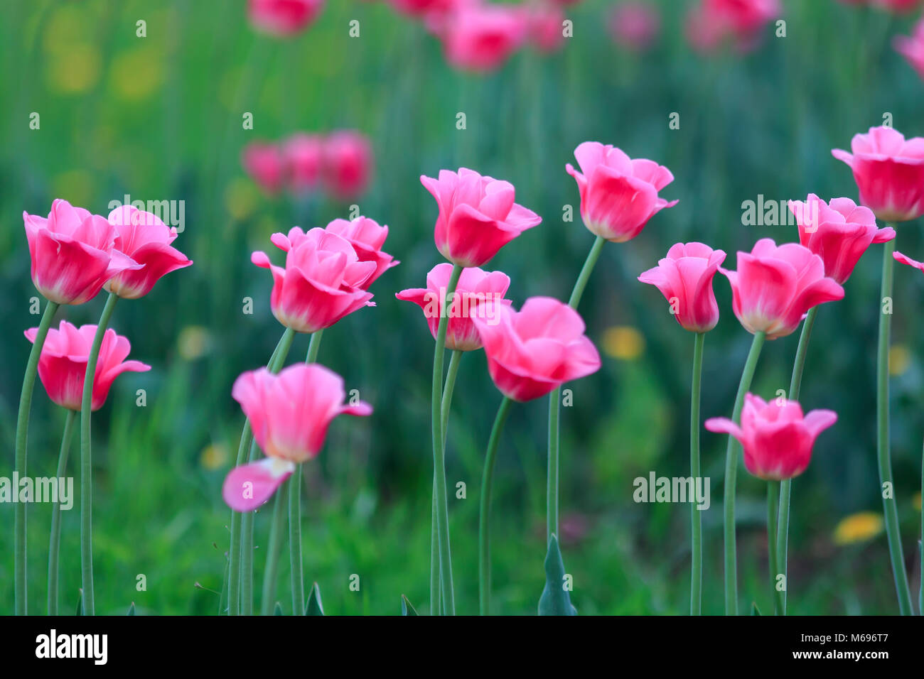 Schönes helles Rosa Blüten und Knospen, blühende Tulpen im Frühjahr im Mai Park Stockfoto