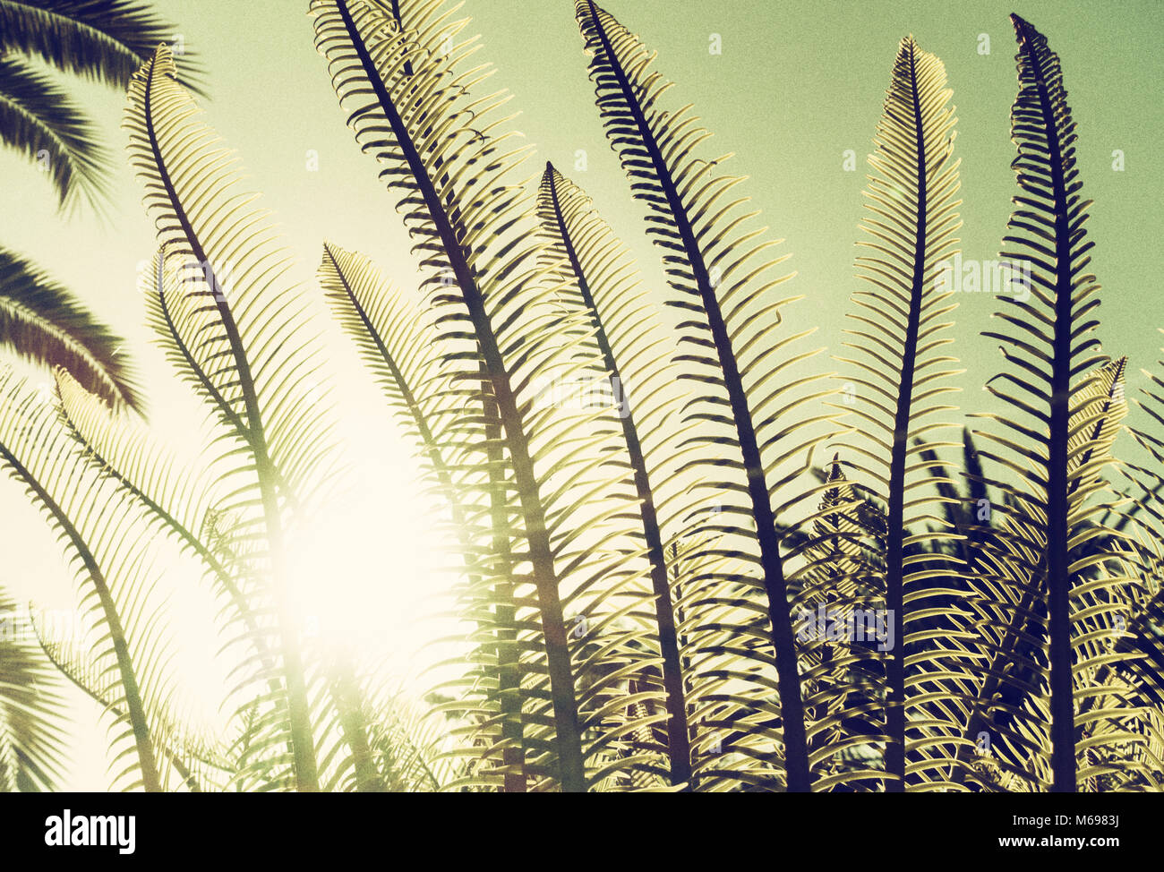 Hintergrundbeleuchtung farn Pflanze mit Palmenblättern im Hintergrund. Stockfoto