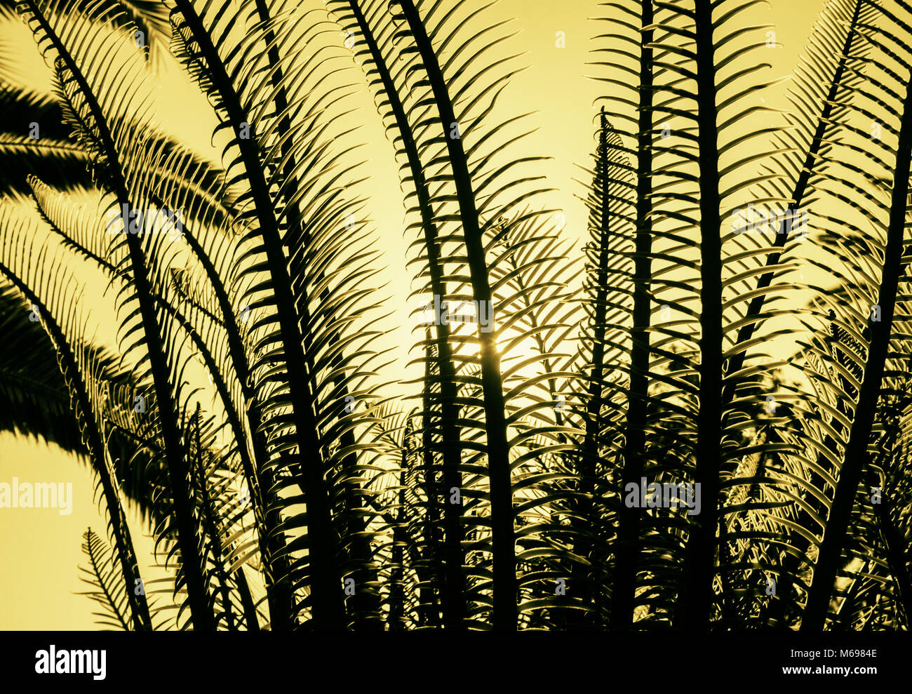 Hintergrundbeleuchtung farn Pflanze mit Palmenblättern im Hintergrund. Stockfoto