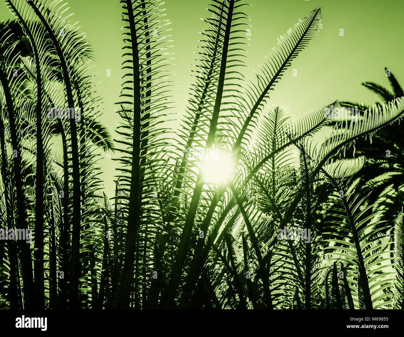 Hintergrundbeleuchtung farn Pflanze mit Palmenblättern im Hintergrund. Stockfoto