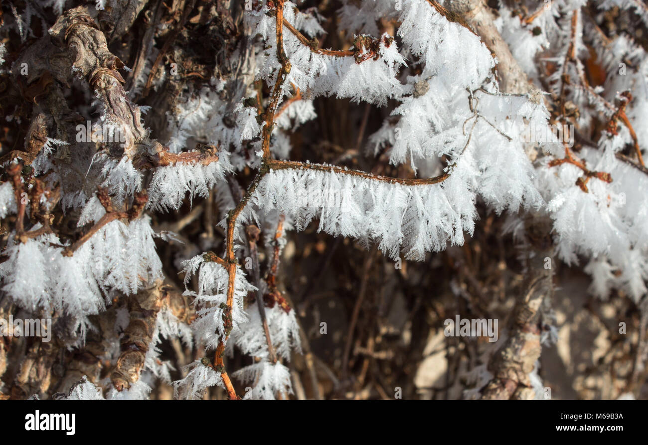 Detail der Frost auf einem Zweig der Rebe. Gefrorene Wassertropfen Erstellen schöne Formen. Stockfoto
