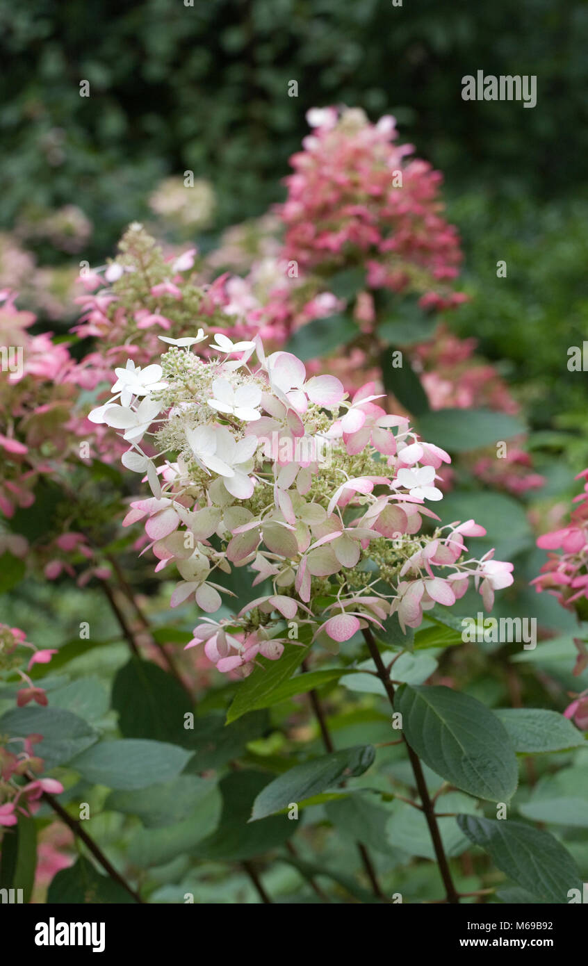 Hydrangea paniculata Blumen. Stockfoto