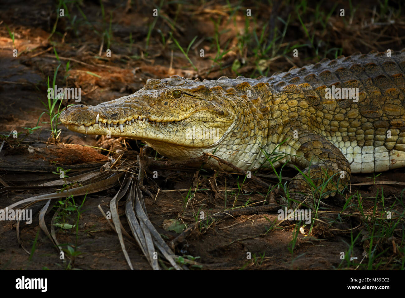 - Nilkrokodil Crocodylus niloticus, großes Reptil von Tsavo Ost Nationalpark, Kenia. Stockfoto