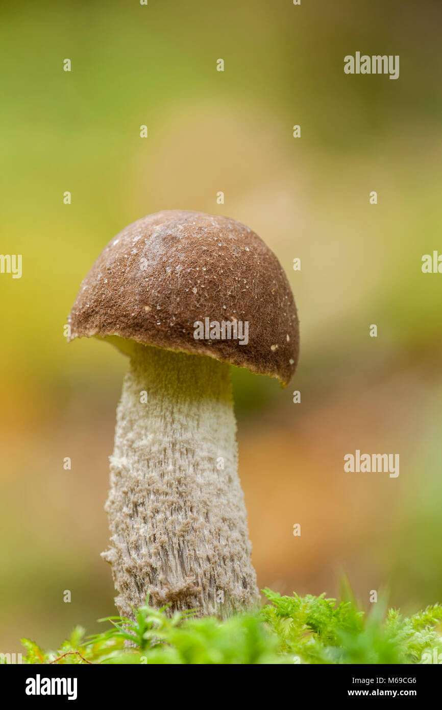 Birke Bolete (Leccinum scabrum) Pilze wachsen in Wald. Tipperary, Irland Stockfoto