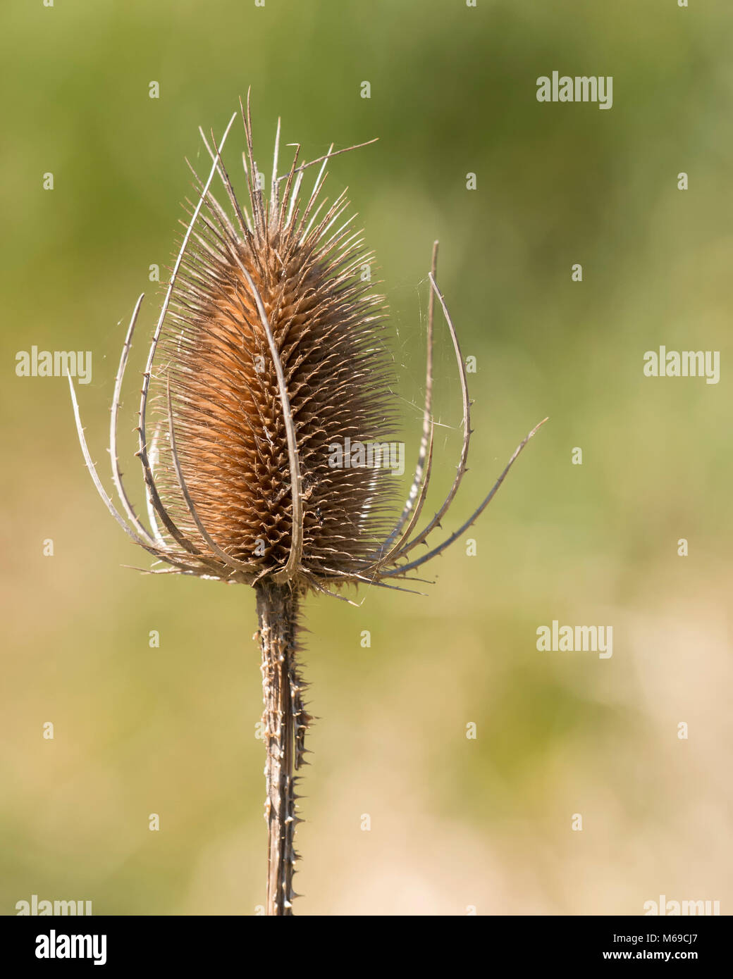 Toten Kopf eines wilden Karde (Dipsacus fullonum). Tipperary, Irland Stockfoto