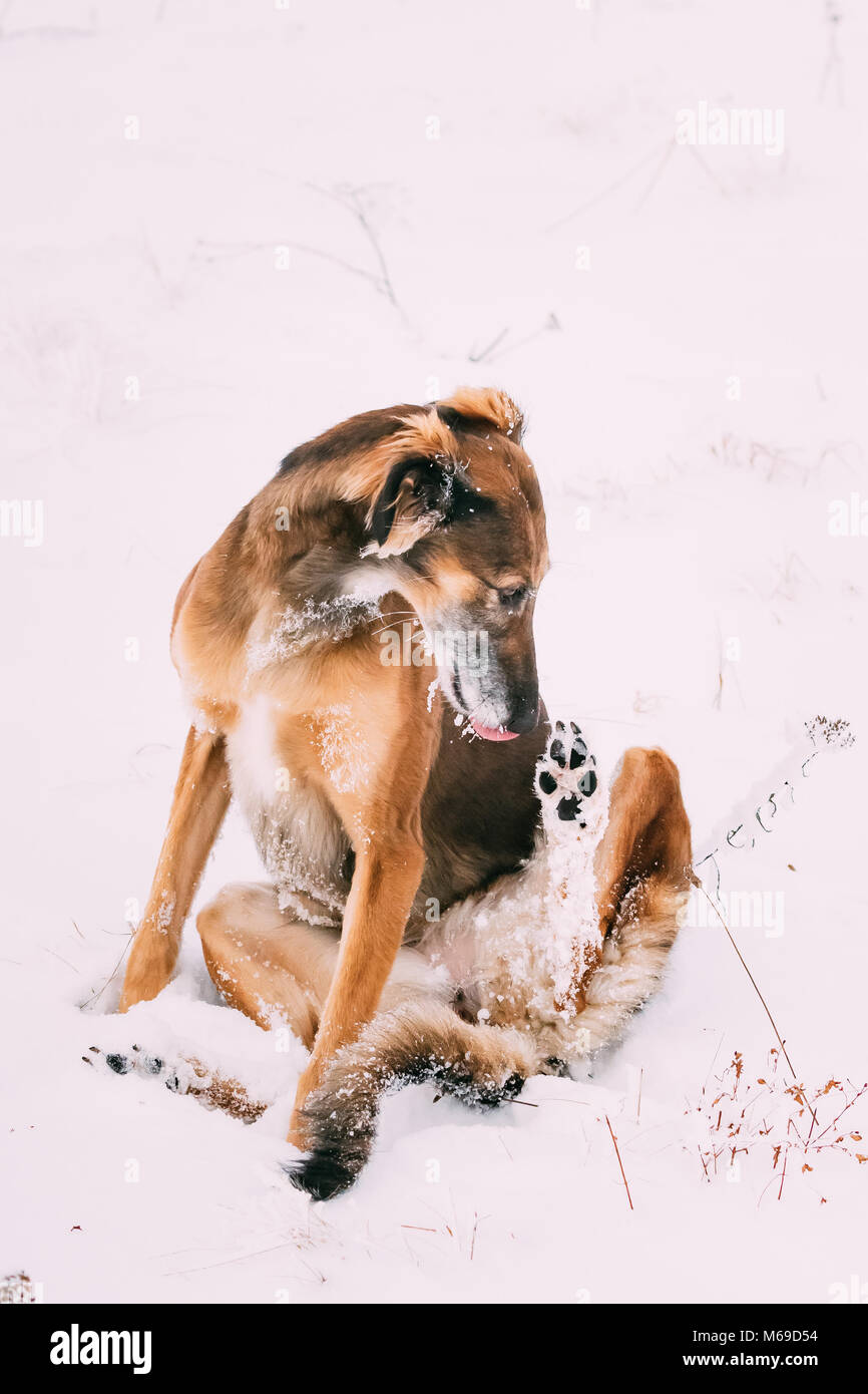 Jagd Windhund Hortaya Borzaya Hund während Hase - Jagd im Winter Tag In schneebedeckten Feld. Stockfoto