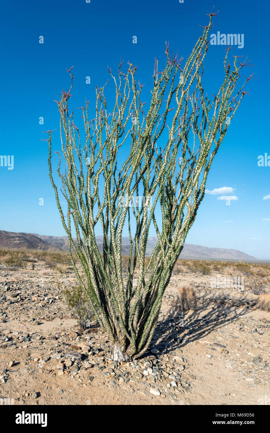 Ocotillo Pflanze, Joshua Tree National Park, Mojave Wste, Kalifornien, USA  Stockfotografie - Alamy