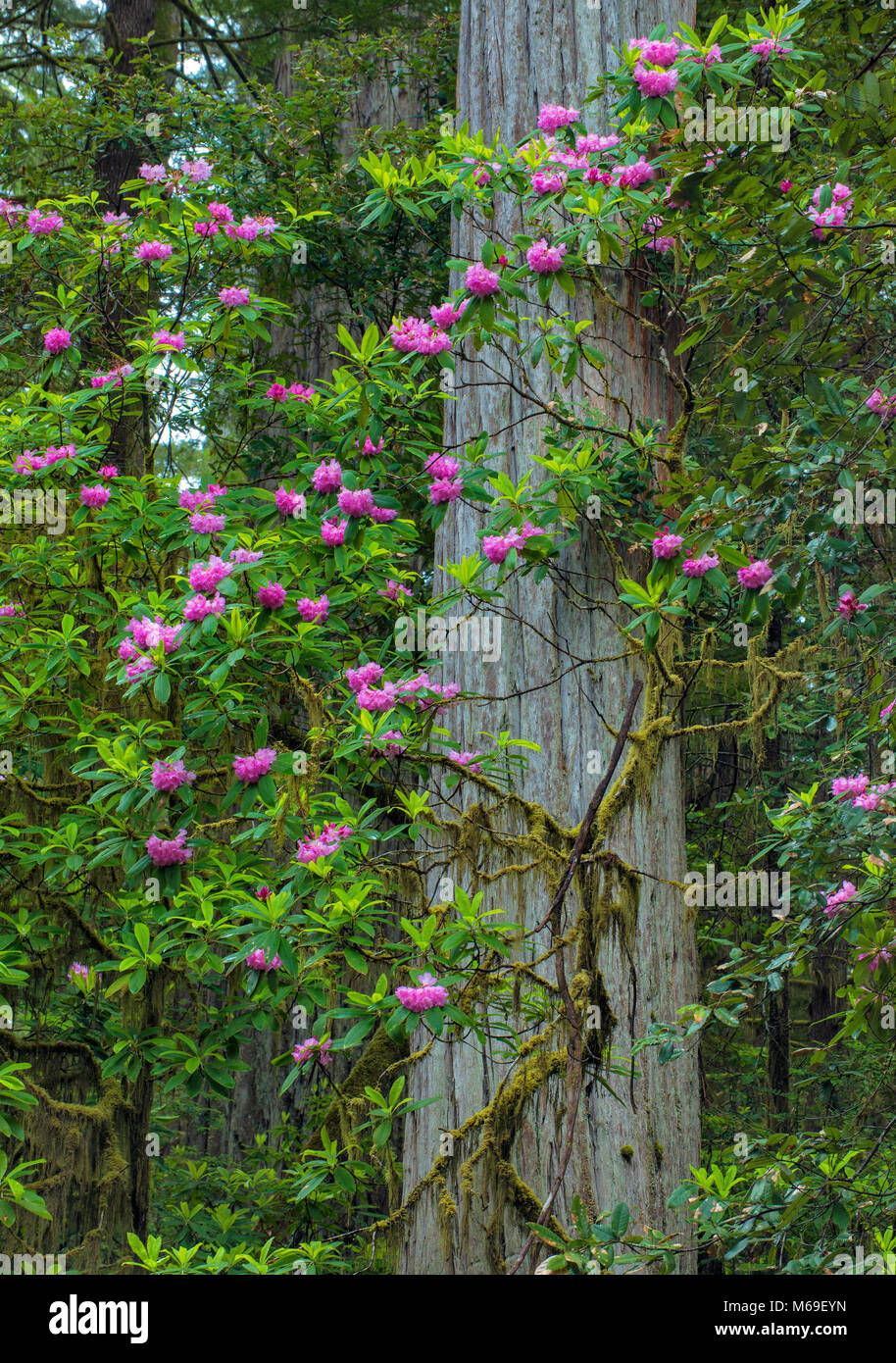 Rhododendron Blüte, Jedediah Smith Redwoods State Park, Redwood State und Nationalparks, Kalifornien Stockfoto
