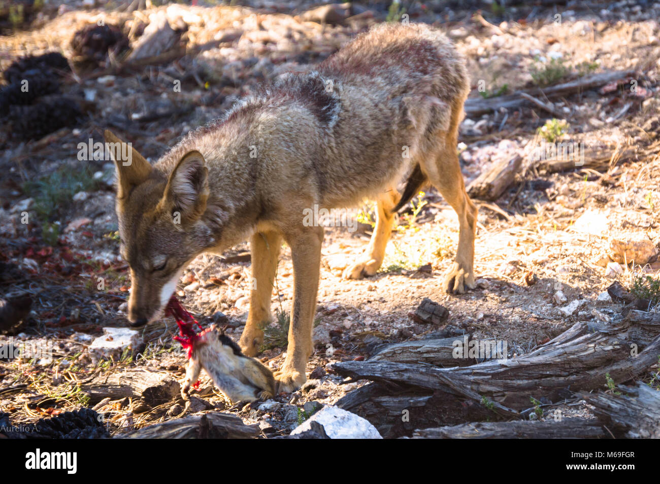 De alimento coyote Stockfoto