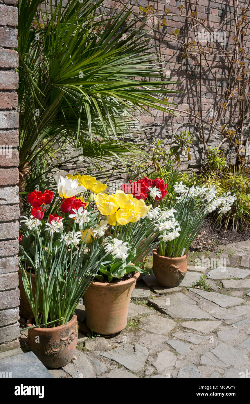 Töpfe im späten Frühling Blumenzwiebeln Narzissen und Tulpen im Italienischen Garten in Heligan Cornwall GROSSBRITANNIEN Stockfoto