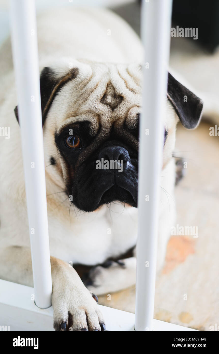 Schuldig, Hund, Mops Hund hinter den Bars von ein Schutzbügel für Hunde. Hund mit Schade, traurig. Stockfoto