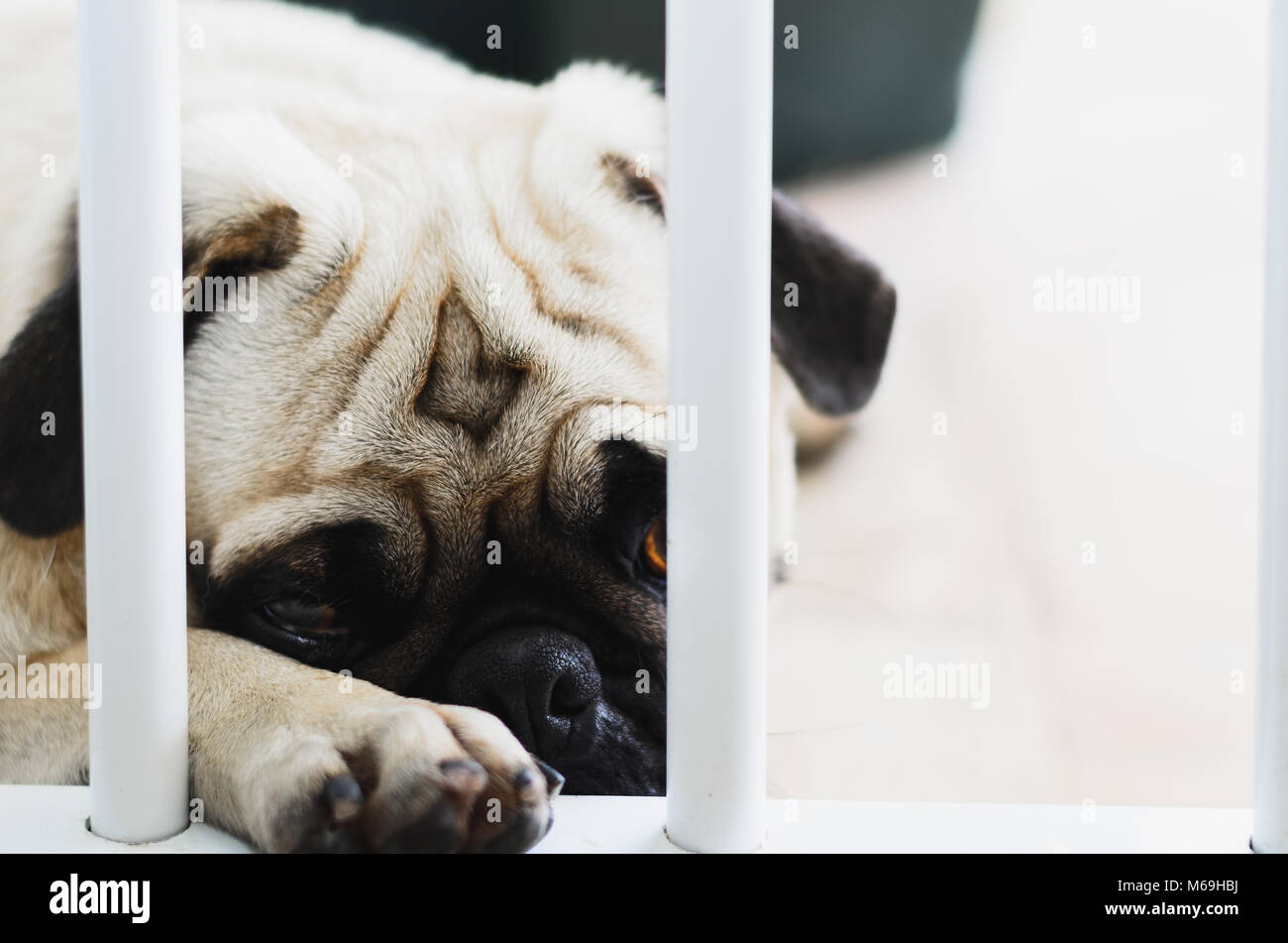 Schuldig, Hund, Mops Hund hinter den Bars von ein Schutzbügel für Hunde. Hund mit Schade, traurig. Stockfoto