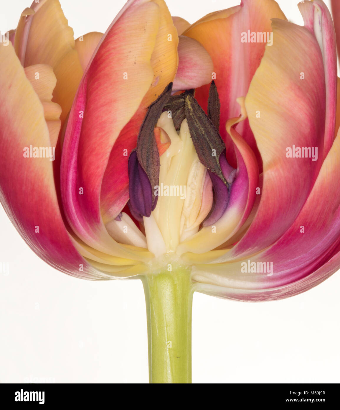 Ein Querschnitt durch eine bunte Tulpe Blume zeigt die Details der Staubgefäße, auf weißem Hintergrund Stockfoto