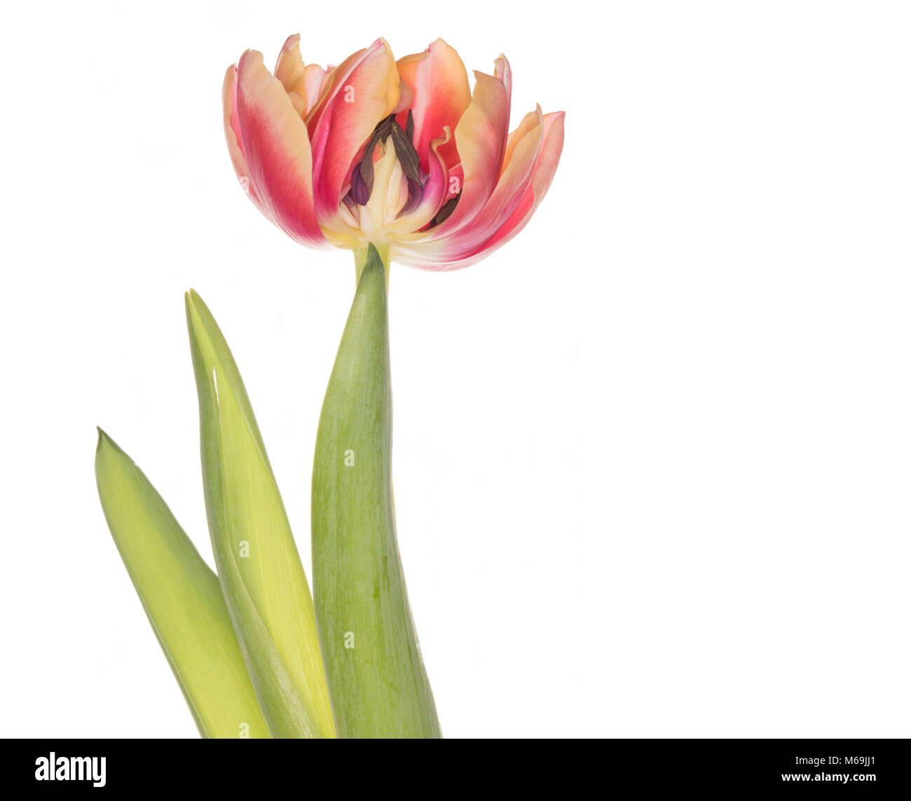 Ein Querschnitt durch eine bunte Tulpe Blume zeigt die Details der Staubgefäße, auf weißem Hintergrund Stockfoto