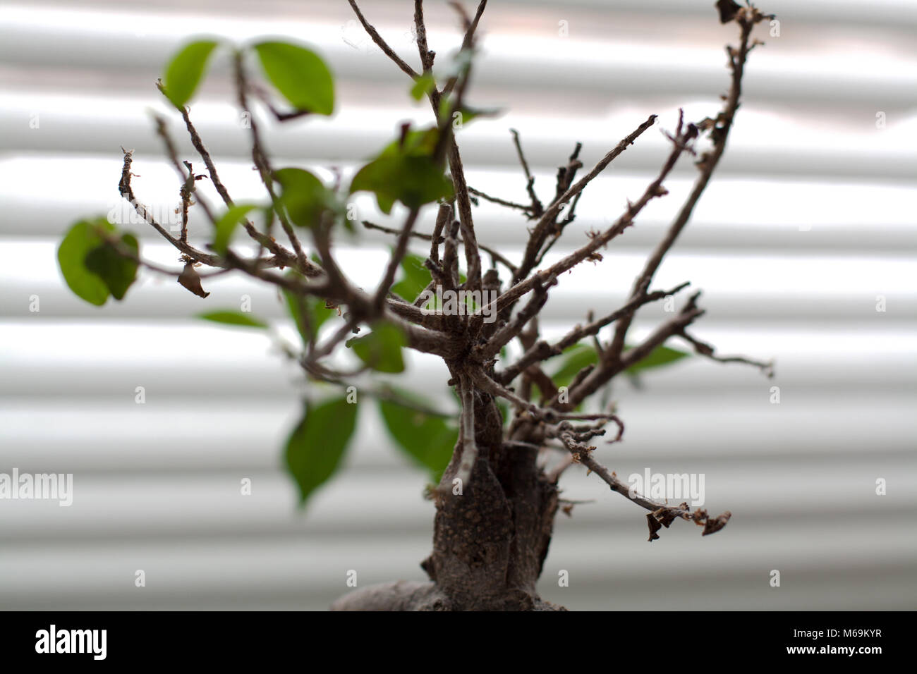 Ficus Bonsai Baum isoliert in der Nähe der Fenster closeup Stockfoto