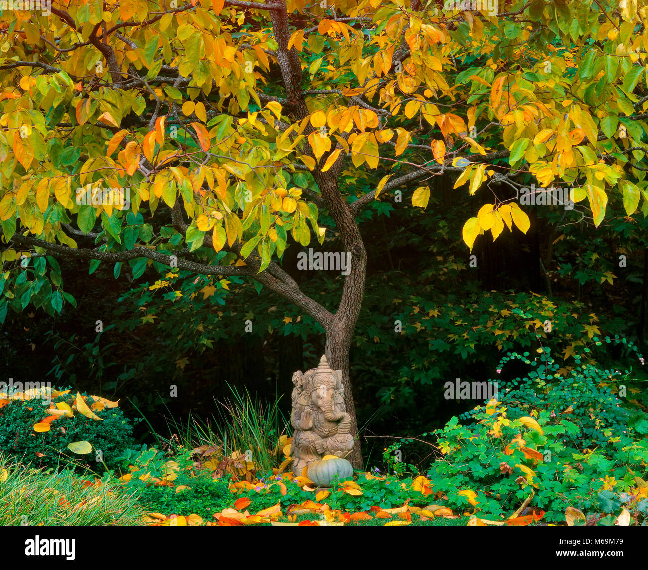 Ganesh, Japanisch Kaki, Diospyros Kaki, Farn Schlucht, Mill Valley, Kalifornien Stockfoto