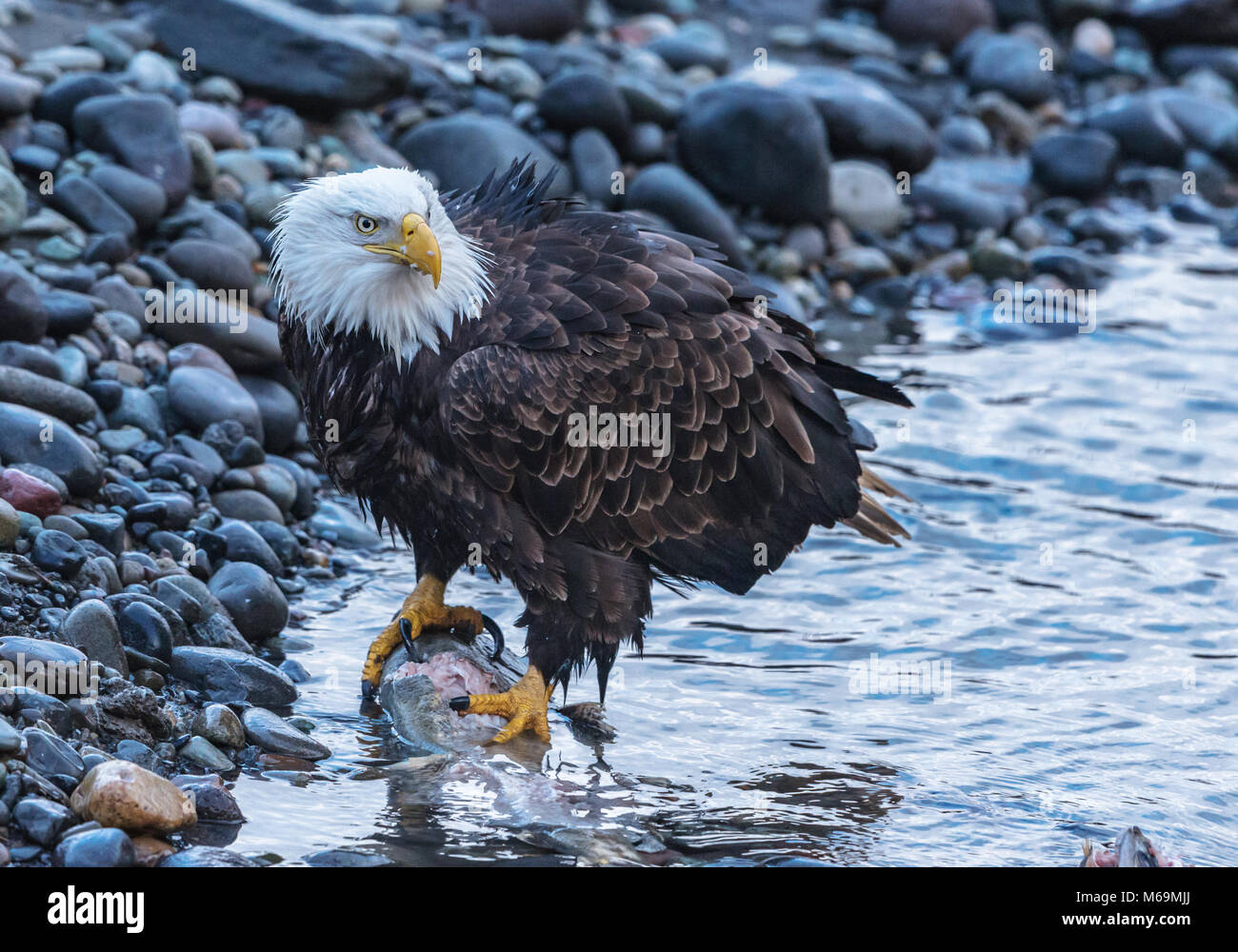 Nach der Weißkopfseeadler (Haliaeetus leucocephalus) am Nooksack River während Salmon Run in der Nähe von Deming, WA, Whatcom County, USA. Stockfoto