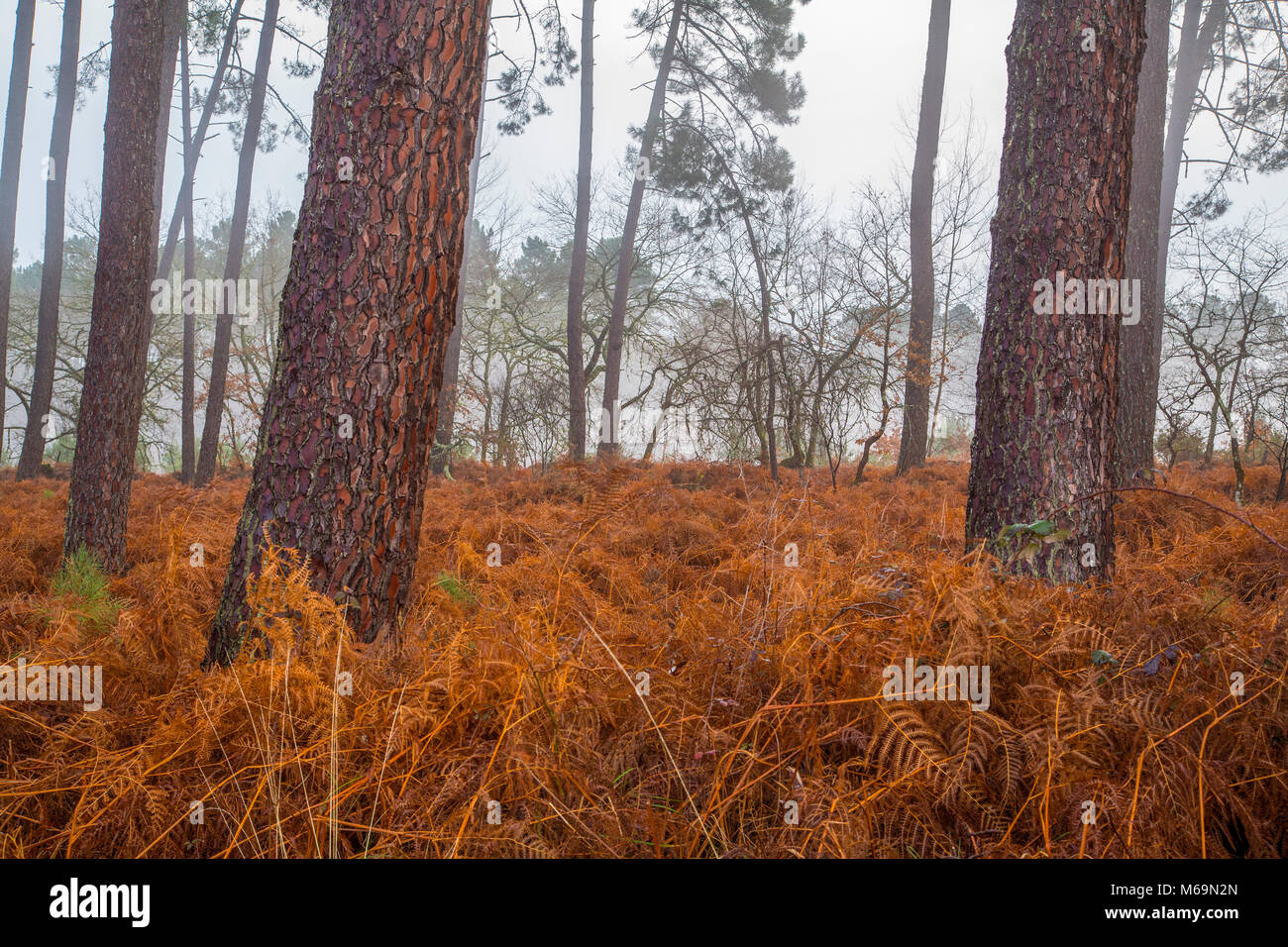 Kiefer Wald. Le Gers, neue Aquitaine, Midi-Pyerenees. Frankreich Europa Stockfoto