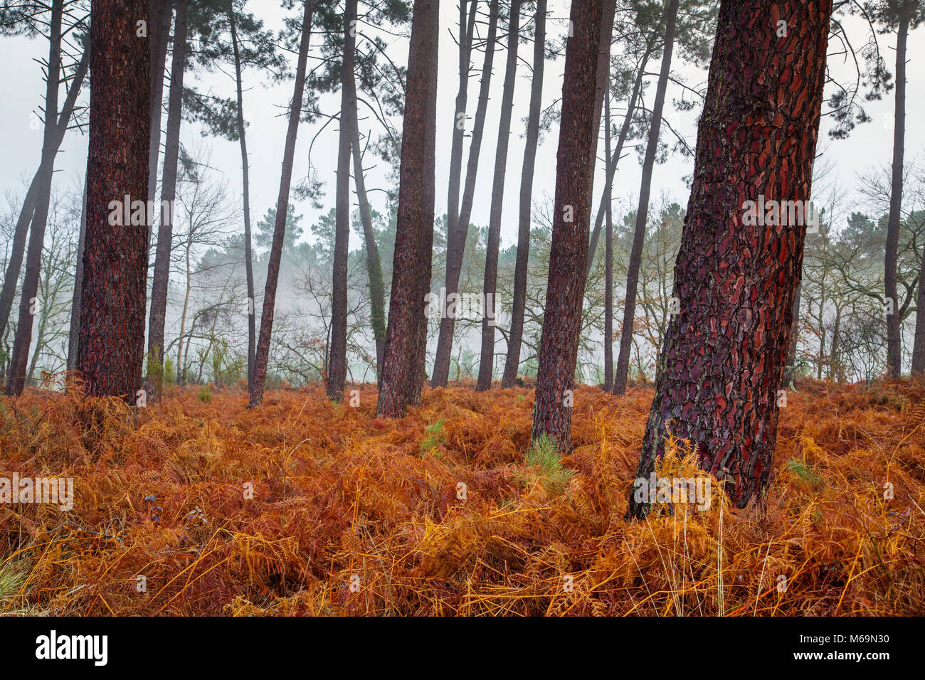 Kiefer Wald. Le Gers, neue Aquitaine, Midi-Pyerenees. Frankreich Europa Stockfoto