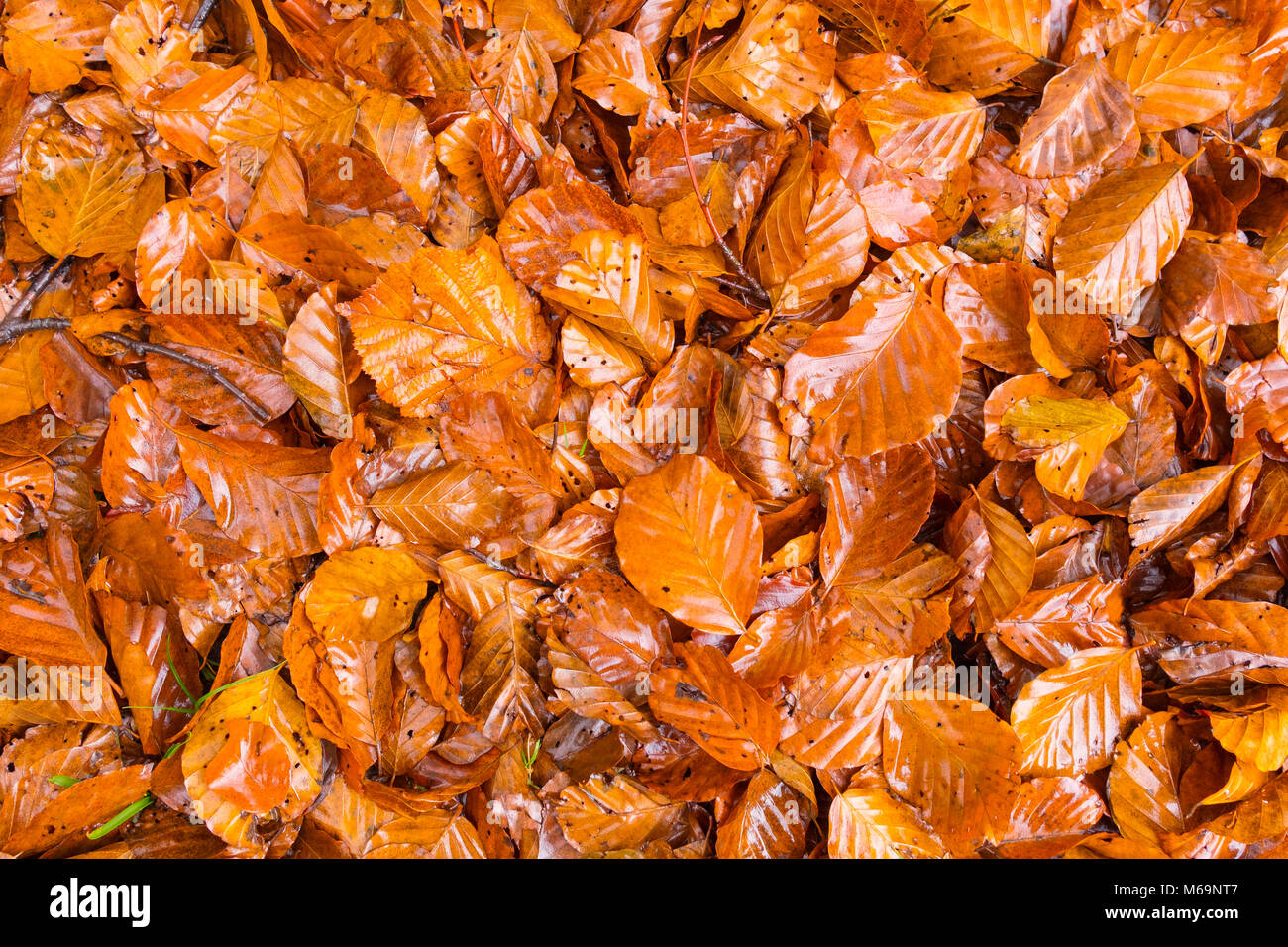 Herbstlaub, Saja Naturpark, Saja-Nansa, Kantabrien, Spanien Europa Stockfoto