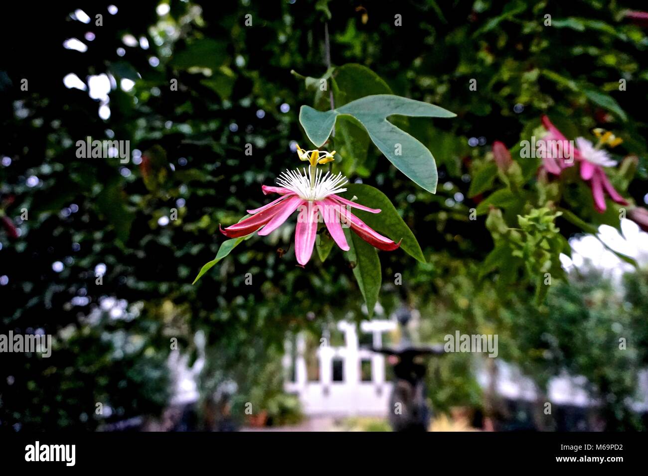 Crimson Akelei (Aquilegia formosa) Stockfoto