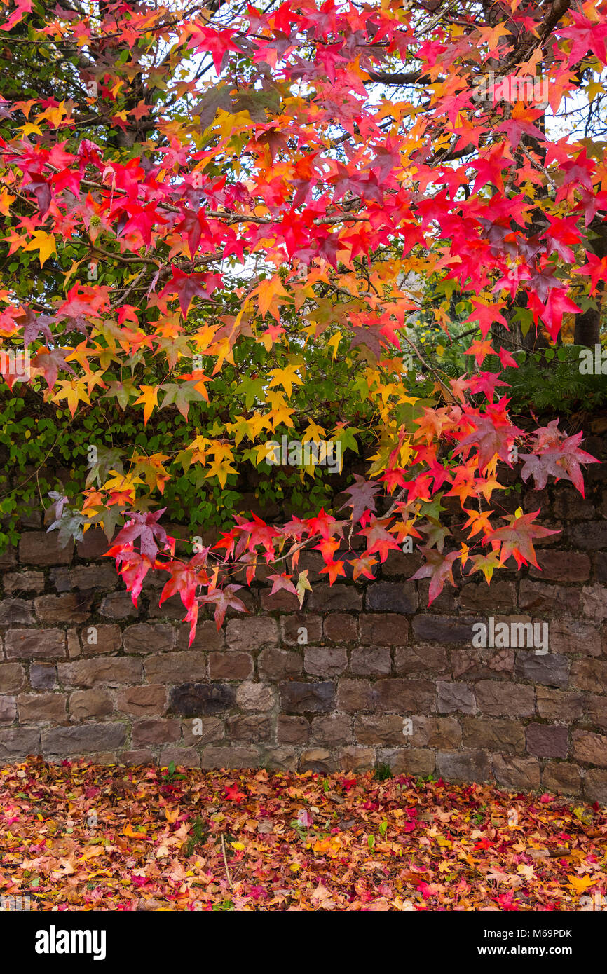 Herbstlaub, Saja Naturpark, Saja-Nansa, Kantabrien, Spanien Europa Stockfoto