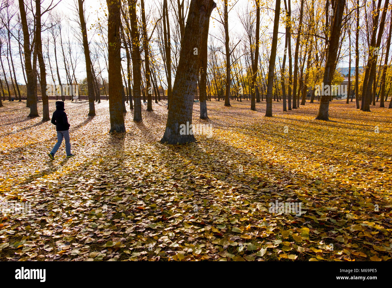 Frau Gehen durch einen Park. Herbst Baum Landschaft. Medina de Pomar. Burgos, Castilla Leon, Spanien. Europa Stockfoto