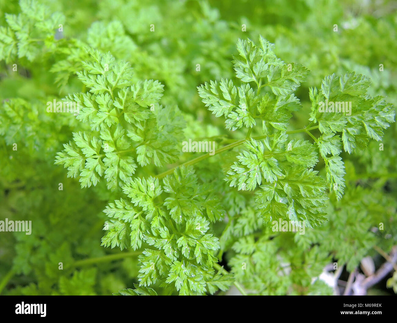 Kerbel kräuter -Fotos und -Bildmaterial in hoher Auflösung – Alamy