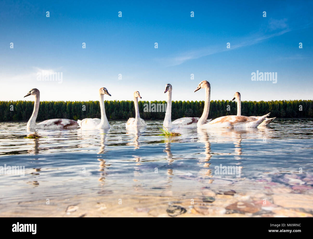 Die Familie der Schwäne schwimmt auf der Donau bei Novi Sad, Serbien. Stockfoto