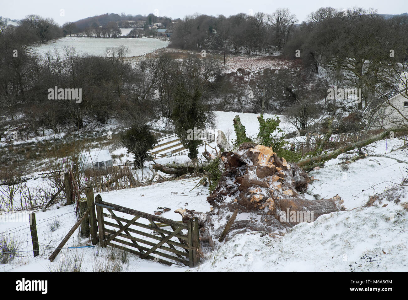 Carmarthenshire Wales UK, Freitag, 12. März 2018 Deutschland Wetter: zerstörende hohe Winde der Sturm Emma Fells eine riesige alte Esche auf einem Bauernhof im ländlichen Wales. Die Bewohner dieses Landes Eigentum erwachte zu finden den Baum geprallt war, und in ihrem Garten zersplittert und zum Glück nicht auf dem Dach Ihres Hauses. Credit: Kathy deWitt/Alamy leben Nachrichten Stockfoto