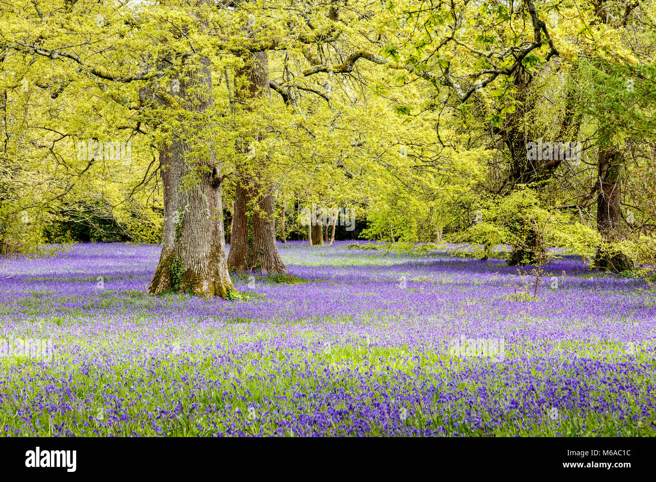Teppich von Blue Bells, Enys Gärten, Mylor Bridge Falmouth, Cornwall Stockfoto