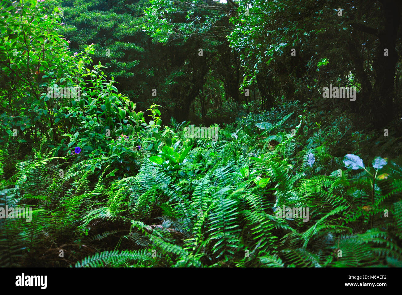 Bosque Caricias ist ein privates ökologisches Reservat, in Concepción de San Isidro de Heredia befindet, bietet 4 km Wege in den Wald. Stockfoto